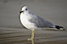 Ring-billed gull, Cardiff. Cardiff by the Sea, California, USA. Image #18598