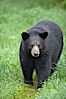 Black bear walking in a grassy meadow.  Black bears can live 25 years or more, and range in color from deepest black to chocolate and cinnamon brown.  Adult males typically weigh up to 600 pounds.  Adult females weight up to 400 pounds and reach sexual maturity at 3 or 4 years of age.  Adults stand about 3' tall at the shoulder. Orr, Minnesota, USA. Image #18741