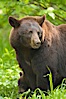 Black bear portrait.  American black bears range in color from deepest black to chocolate and cinnamon brown.  They prefer forested and meadow environments. This bear still has its thick, full winter coat, which will be shed soon with the approach of summer. Orr, Minnesota, USA. Image #18742