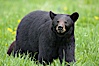 Black bear walking in a grassy meadow.  Black bears can live 25 years or more, and range in color from deepest black to chocolate and cinnamon brown.  Adult males typically weigh up to 600 pounds.  Adult females weight up to 400 pounds and reach sexual maturity at 3 or 4 years of age.  Adults stand about 3' tall at the shoulder. Orr, Minnesota, USA. Image #18744