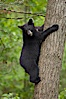 Black bear in a tree.  Black bears are expert tree climbers and will ascend trees if they sense danger or the approach of larger bears, to seek a place to rest, or to get a view of their surroundings. Orr, Minnesota, USA. Image #18745