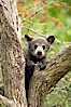 Black bear cub in a tree.  Mother bears will often send their cubs up into the safety of a tree if larger bears (who might seek to injure the cubs) are nearby.  Black bears have sharp claws and, in spite of their size, are expert tree climbers. Orr, Minnesota, USA. Image #18746