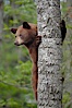 Black bear in a tree.  Black bears are expert tree climbers and will ascend trees if they sense danger or the approach of larger bears, to seek a place to rest, or to get a view of their surroundings. Orr, Minnesota, USA. Image #18747