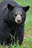 Black bear walking in a grassy meadow.  Black bears can live 25 years or more, and range in color from deepest black to chocolate and cinnamon brown.  Adult males typically weigh up to 600 pounds.  Adult females weight up to 400 pounds and reach sexual maturity at 3 or 4 years of age.  Adults stand about 3' tall at the shoulder. Orr, Minnesota, USA. Image #18748