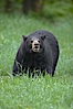 Black bear walking in a grassy meadow.  Black bears can live 25 years or more, and range in color from deepest black to chocolate and cinnamon brown.  Adult males typically weigh up to 600 pounds.  Adult females weight up to 400 pounds and reach sexual maturity at 3 or 4 years of age.  Adults stand about 3' tall at the shoulder. Orr, Minnesota, USA. Image #18749