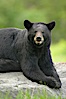 Black bear on granite rock.   This bear still has its thick, full winter coat, which will be shed soon with the approach of summer. Orr, Minnesota, USA. Image #18750