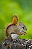 North American red squirrel eats seeds in the shade of a Minnesota birch forest.  Red squirrels are found in coniferous, deciduous and mixed forested habitats from Alaska, across Canada, throughout the Northeast and south to the Appalachian states, as well as in the Rocky Mountains. Orr, Minnesota, USA. Image #18905
