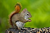 North American red squirrel eats seeds in the shade of a Minnesota birch forest.  Red squirrels are found in coniferous, deciduous and mixed forested habitats from Alaska, across Canada, throughout the Northeast and south to the Appalachian states, as well as in the Rocky Mountains. Orr, Minnesota, USA. Image #18906