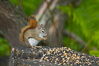 North American red squirrel eats seeds in the shade of a Minnesota birch forest.  Red squirrels are found in coniferous, deciduous and mixed forested habitats from Alaska, across Canada, throughout the Northeast and south to the Appalachian states, as well as in the Rocky Mountains. Orr, USA. Image #18908