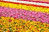 The Carlsbad Flower Fields, 50+ acres of flowering Tecolote Ranunculus flowers, bloom each spring from March through May. Carlsbad Flower Fields, Carlsbad, California, USA. Image #18911