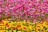 The Carlsbad Flower Fields, 50+ acres of flowering Tecolote Ranunculus flowers, bloom each spring from March through May. Carlsbad Flower Fields, Carlsbad, California, USA. Image #18912