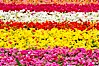 The Carlsbad Flower Fields, 50+ acres of flowering Tecolote Ranunculus flowers, bloom each spring from March through May. Carlsbad Flower Fields, Carlsbad, California, USA. Image #18913