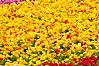 The Carlsbad Flower Fields, 50+ acres of flowering Tecolote Ranunculus flowers, bloom each spring from March through May. Carlsbad Flower Fields, Carlsbad, California, USA. Image #18914