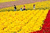 The Carlsbad Flower Fields, 50+ acres of flowering Tecolote Ranunculus flowers, bloom each spring from March through May. Carlsbad Flower Fields, Carlsbad, California, USA. Image #18915