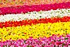 The Carlsbad Flower Fields, 50+ acres of flowering Tecolote Ranunculus flowers, bloom each spring from March through May. Carlsbad Flower Fields, Carlsbad, California, USA. Image #18916