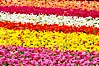 The Carlsbad Flower Fields, 50+ acres of flowering Tecolote Ranunculus flowers, bloom each spring from March through May. Carlsbad Flower Fields, Carlsbad, California, USA. Image #18917