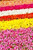 The Carlsbad Flower Fields, 50+ acres of flowering Tecolote Ranunculus flowers, bloom each spring from March through May. Carlsbad Flower Fields, Carlsbad, California, USA. Image #18918