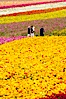 The Carlsbad Flower Fields, 50+ acres of flowering Tecolote Ranunculus flowers, bloom each spring from March through May. Carlsbad Flower Fields, Carlsbad, California, USA. Image #18919