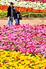 The Carlsbad Flower Fields, 50+ acres of flowering Tecolote Ranunculus flowers, bloom each spring from March through May. Carlsbad Flower Fields, Carlsbad, California, USA. Image #18920
