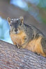 Eastern fox squirrel.  The eastern fox squirrel historically occur in the  eastern and central portions of North America, but have been introduced in the 1900's to urban areas in the western United States.  They are the largest of the North American squirrels, reaching 29 inches in length and up to 3 pounds.  They are generalist feeders with a diet that varies according to their habitat, including nuts, seed, bird eggs and chicks, frogs, flowers and agricultural crops. Los Angeles, California, USA. Image #18970
