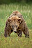 Full grown, mature male coastal brown bear boar (grizzly bear) in sedge grass meadows. Lake Clark National Park, Alaska, USA. Image #19134