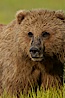 Portrait of a young brown bear, pausing while grazing in tall sedge grass.  Brown bears can consume 30 lbs of sedge grass daily, waiting weeks until spawning salmon fill the rivers. Lake Clark National Park, Alaska, USA. Image #19135