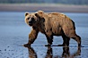 Brown bear walks on tide flats.  Grizzly bear. Lake Clark National Park, Alaska, USA. Image #19136