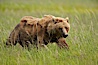 Coastal brown bear in meadow.  The tall sedge grasses in this coastal meadow are a food source for brown bears, who may eat 30 lbs of it each day during summer while waiting for their preferred food, salmon, to arrive in the nearby rivers. Lake Clark National Park, Alaska, USA. Image #19138