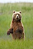 A brown bear mother (sow) stands in tall sedge grass to look for other approaching bears that may be a threat to her cubs. Lake Clark National Park, Alaska, USA. Image #19139
