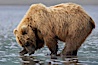 Coastal brown bear forages for razor clams in sand flats at extreme low tide.  Grizzly bear. Lake Clark National Park, Alaska, USA. Image #19140