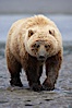 Coastal brown bear on sand flats at low tide. Lake Clark National Park, Alaska, USA. Image #19142