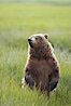 Young brown bear stands in tall sedge grass to get a better view of other approaching bears. Lake Clark National Park, Alaska, USA. Image #19143