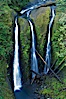 Triple Falls, in the upper part of Oneonta Gorge, fall 130 feet through a lush, beautiful temperate rainforest. Triple Falls, Columbia River Gorge National Scenic Area, Oregon, USA. Image #19326