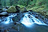 Water cascading through a temperate rainforest, near Triple Falls. Columbia River Gorge National Scenic Area, Oregon, USA. Image #19356