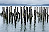 Derelict pilings, remnants of long abandoned piers. Columbia River, Astoria, Oregon, USA. Image #19384