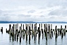 Derelicts pilings, remnants of long abandoned piers. Columbia River, Astoria, Oregon, USA. Image #19385