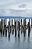 Derelict pilings, remnants of long abandoned piers. Columbia River, Astoria, Oregon, USA. Image #19386
