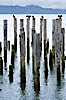Derelict pilings, remnants of long abandoned piers. Columbia River, Astoria, Oregon, USA. Image #19387