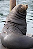 A bull sea lion shows a brand burned into its hide by the Oregon Department of Fish and Wildlife, to monitor it from season to season as it travels between California, Oregon and Washington.  Some California sea lions, such as this one C-704, prey upon migrating salmon that gather in the downstream waters and fish ladders of Bonneville Dam on the Columbia River.  The "C" in its brand denotes Columbia River. These  sea lions also form bachelor colonies that haul out on public docks in Astoria's East Mooring Basin and elsewhere, where they can damage or even sink docks. Columbia River, Astoria, Oregon, USA. Image #19419