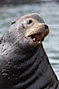 Sea lion head profile, showing small external ear, prominant forehead typical of adult males, whiskers.  This sea lion is hauled out on public docks in Astoria's East Mooring Basin.  This bachelor colony of adult males takes up residence for several weeks in late summer on public docks in Astoria after having fed upon migrating salmon in the Columbia River.  The sea lions can damage or even sink docks and some critics feel that they cost the city money in the form of lost dock fees. Columbia River, Astoria, Oregon, USA. Image #19420