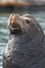 Sea lion head profile, showing small external ear, prominant forehead typical of adult males, whiskers.  This sea lion is hauled out on public docks in Astoria's East Mooring Basin.  This bachelor colony of adult males takes up residence for several weeks in late summer on public docks in Astoria after having fed upon migrating salmon in the Columbia River.  The sea lions can damage or even sink docks and some critics feel that they cost the city money in the form of lost dock fees. Oregon, USA. Image #19421