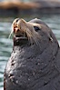 Sea lion head profile, showing small external ear, prominant forehead typical of adult males, whiskers.  This sea lion is hauled out on public docks in Astoria's East Mooring Basin.  This bachelor colony of adult males takes up residence for several weeks in late summer on public docks in Astoria after having fed upon migrating salmon in the Columbia River.  The sea lions can damage or even sink docks and some critics feel that they cost the city money in the form of lost dock fees. Columbia River, Astoria, Oregon, USA. Image #19421