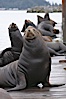 Sea lions hauled out on public docks in Astoria's East Mooring Basin.  This bachelor colony of adult males takes up residence for several weeks in late summer on public docks in Astoria after having fed upon migrating salmon in the Columbia River.  The sea lions can damage or even sink docks and some critics feel that they cost the city money in the form of lost dock fees. Columbia River, Astoria, Oregon, USA. Image #19427