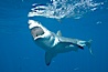 A great white shark opens it mouth just before it attacks its prey with a crippling, powerful bite.  After the prey has been disabled, the shark will often wait for it to weaken from blood loss before resuming the attack.  If the shark looses a tooth in the course of the bite, a replacement just behind it will move forward to take its place. Guadalupe Island (Isla Guadalupe), Baja California, Mexico. Image #19452