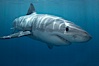 A great white shark swims toward the photographer.  Perhaps the shark is considering him as possible prey?  The photographer, a "shark diver" is safely situated in a sturdy metal cage.  The best  location in the world to "shark dive" to view great white sharks is Mexico's Guadalupe Island. Guadalupe Island (Isla Guadalupe), Baja California, Mexico. Image #19457