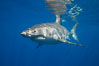 A great white shark swims through the clear waters of Isla Guadalupe, far offshore of the Pacific Coast of Mexico's Baja California. Guadalupe Island is host to a concentration of large great white sharks, which visit the island to feed on pinnipeds and use it as a staging area before journeying farther into the Pacific ocean. Guadalupe Island (Isla Guadalupe), Baja California, Mexico. Image #19465