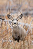 Mule deer in tall grass, fall, autumn. Yellowstone National Park, Wyoming, USA. Image #19577