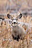 Mule deer in tall grass, fall, autumn. Yellowstone National Park, Wyoming, USA. Image #19577