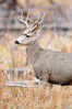 Mule deer in tall grass, fall, autumn. Yellowstone National Park, Wyoming, USA. Image #19580