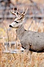 Mule deer in tall grass, fall, autumn. Yellowstone National Park, Wyoming, USA. Image #19580